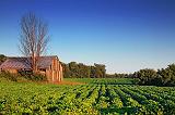 Barn In A Field_19569